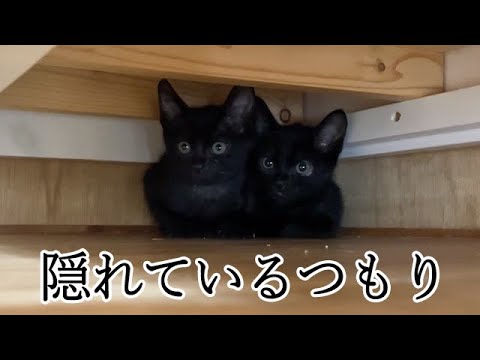 隠れているが鳴いてバレる保護子猫