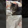 シャムの子ネコ雫「黒猫の黒夢、稽古です」　そっと、成長を見つめるキジシロのルル