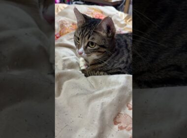 シャムの子ネコ雫「黒猫の黒夢、稽古です」　そっと、成長を見つめるキジシロのルル