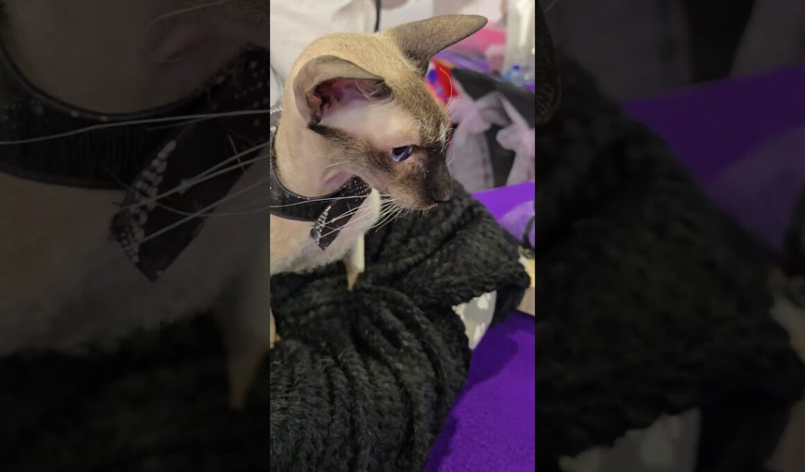Ebi the adventure cat @thecatshowlive #cat #cute #sphynx #adventurecats #short #korat #catshow #pets