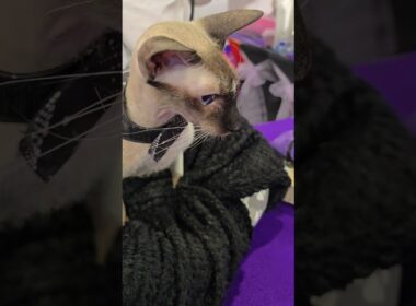 Ebi the adventure cat @thecatshowlive #cat #cute #sphynx #adventurecats #short #korat #catshow #pets