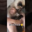 猫の爪切り　#ヒマラヤン #ねこ　#猫　#爪切り　#長毛種　#cat