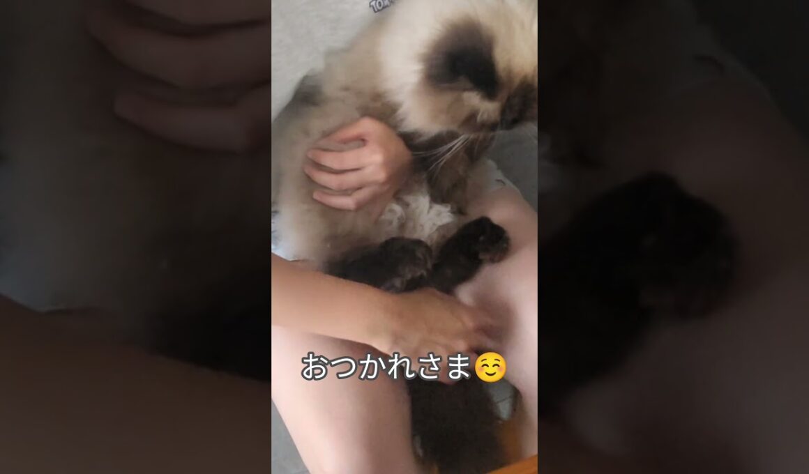 猫の爪切り　#ヒマラヤン #ねこ　#猫　#爪切り　#長毛種　#cat