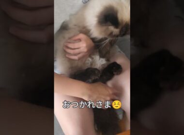 猫の爪切り　#ヒマラヤン #ねこ　#猫　#爪切り　#長毛種　#cat