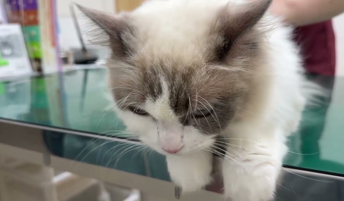 健康診断に行ってきました #cat #猫 #ラグドール