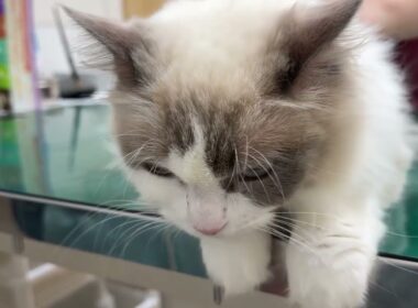 健康診断に行ってきました #cat #猫 #ラグドール