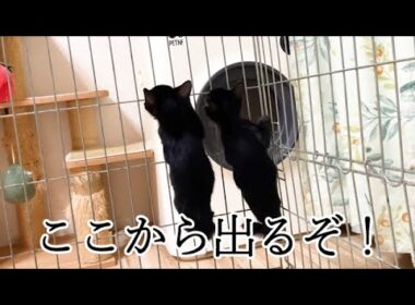 食後に脱走しようとする保護子猫