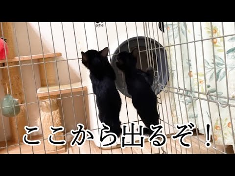 食後に脱走しようとする保護子猫