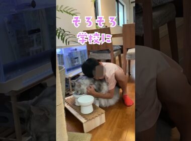 朝、大型猫と別れたくない少年。学校に行ってくるね#メインクーン#shorts