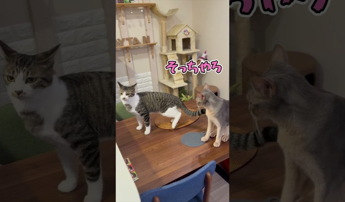 ニャン斗の拳27 ～ちょっかい出したのに拗ねる弟猫～ shorts #猫 #アビシニアン