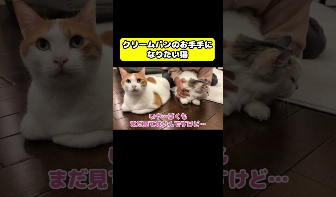 それクリームパンちゃう！メロンパンや！#猫 #おもしろ #アテレコ #ニャンチューバーつくし