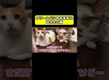 それクリームパンちゃう！メロンパンや！#猫 #おもしろ #アテレコ #ニャンチューバーつくし