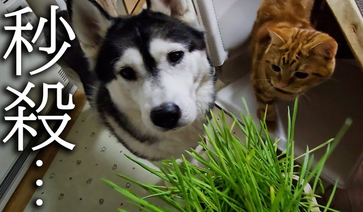 初めて猫草を食べた子猫と犬達の反応がこちらです...