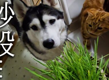 初めて猫草を食べた子猫と犬達の反応がこちらです...