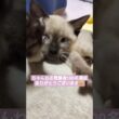 登録者100名達成ありがとうございます😸ちっちゃい時のちょこさん😺の動画出てきました🐈️ #シャム猫 #子猫 #保護猫