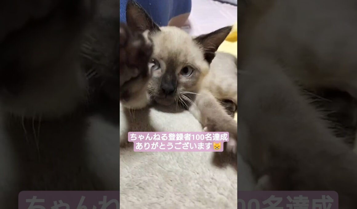 登録者100名達成ありがとうございます😸ちっちゃい時のちょこさん😺の動画出てきました🐈️ #シャム猫 #子猫 #保護猫