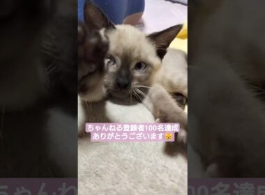 登録者100名達成ありがとうございます😸ちっちゃい時のちょこさん😺の動画出てきました🐈️ #シャム猫 #子猫 #保護猫