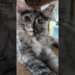 シルバーのキメラメインクーンめいこちゃん