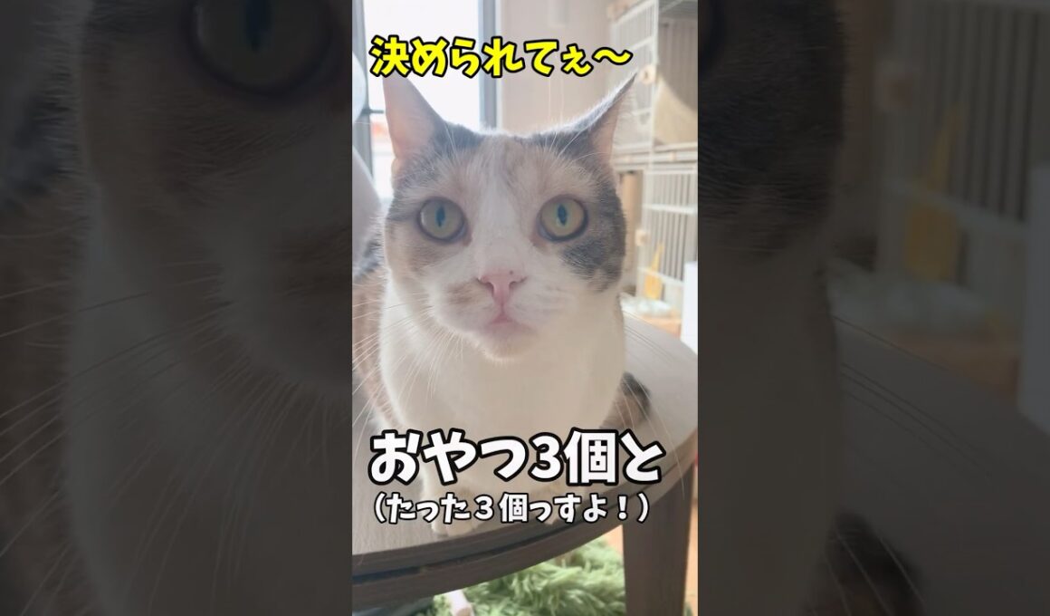 小さな頃から太り気味