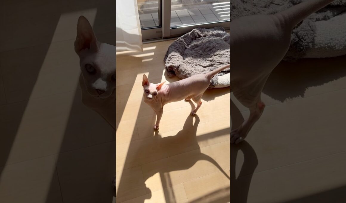 恐竜みたいな鳴き声で甘える猫アレクサンドラ【スフィンクス】