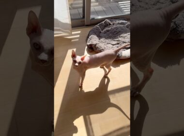 恐竜みたいな鳴き声で甘える猫アレクサンドラ【スフィンクス】