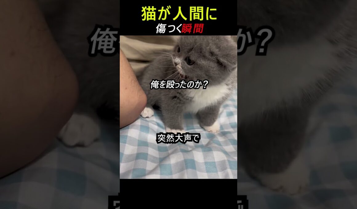 猫が傷つく瞬間