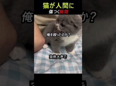 猫が傷つく瞬間