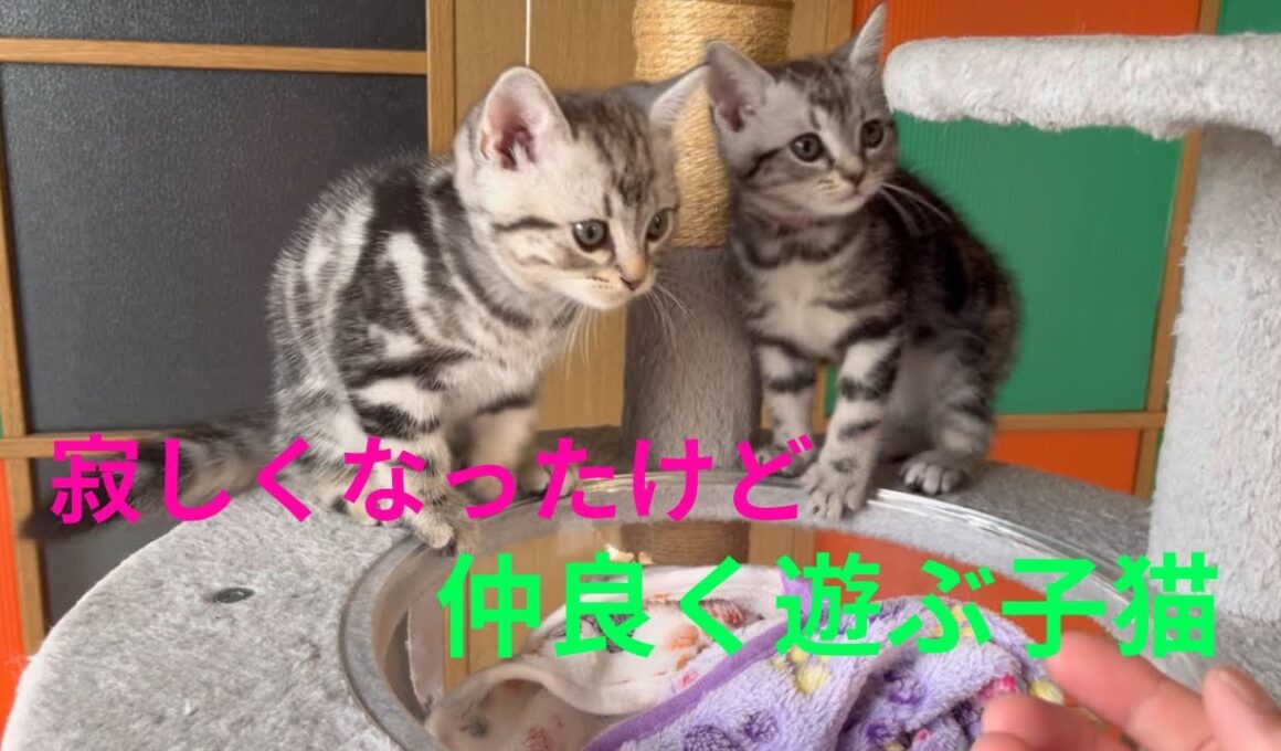 寂しくなったけど元気に遊ぶ子猫たち