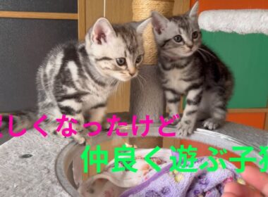 寂しくなったけど元気に遊ぶ子猫たち