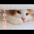 かくれんぼする猫が可愛過ぎる日常【メインクーン】