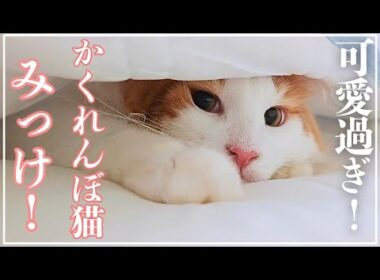 かくれんぼする猫が可愛過ぎる日常【メインクーン】