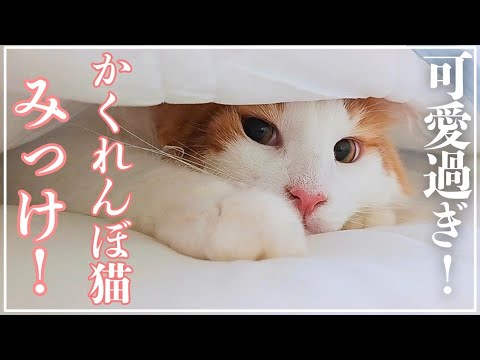 かくれんぼする猫が可愛過ぎる日常【メインクーン】