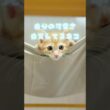 【子猫】あざとくて、何が悪いの？？？？？