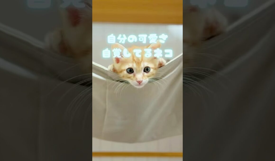 【子猫】あざとくて、何が悪いの？？？？？