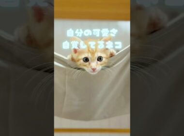 【子猫】あざとくて、何が悪いの？？？？？