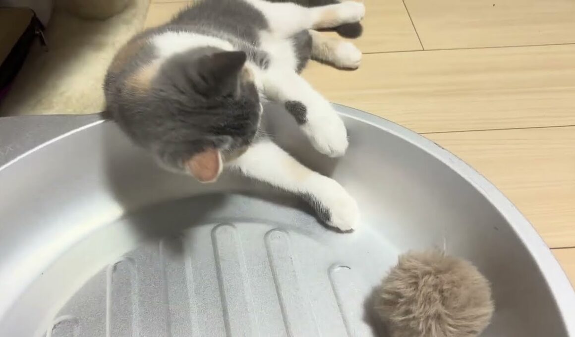 とれないマンチカン