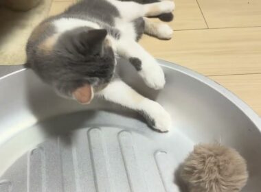 とれないマンチカン