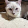 シャム猫の子ネコ雫。布団と黒猫の子ネコ黒夢のシッポで遊ぶw