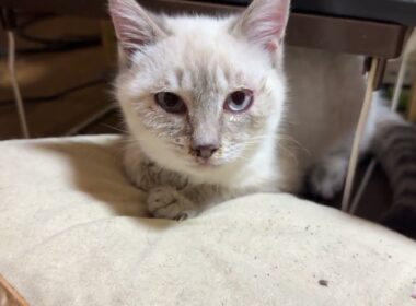 シャム猫の子ネコ雫。布団と黒猫の子ネコ黒夢のシッポで遊ぶw