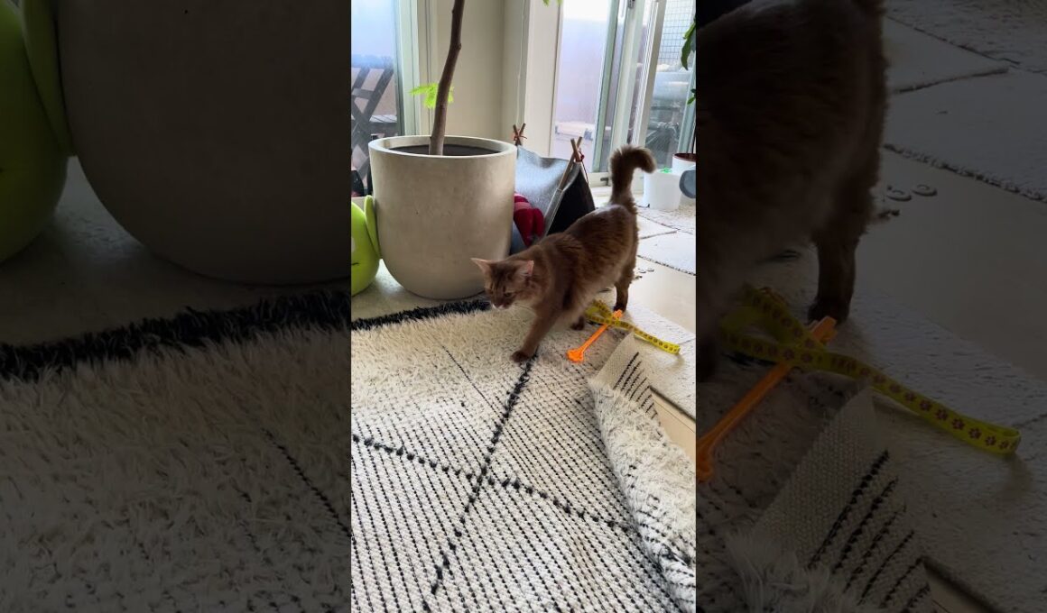 とーちゃんに訴えるにゃー🐈 #cat #ねこ #猫 #ネコ  #ソマリ #chat