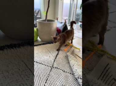 とーちゃんに訴えるにゃー🐈 #cat #ねこ #猫 #ネコ  #ソマリ #chat