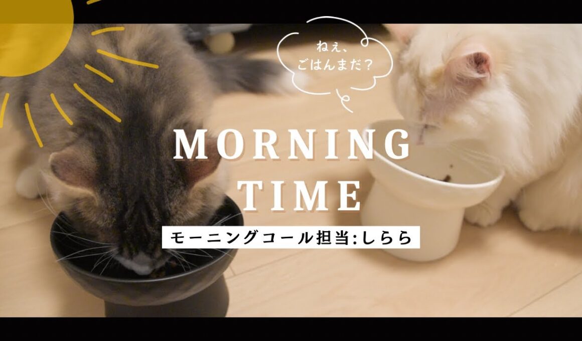 【猫に起こされる朝】ラグドールのしらら様によるモーニングコール　#猫 #cat  #子猫