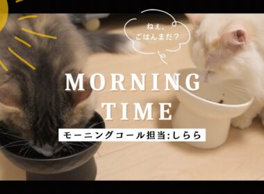 【猫に起こされる朝】ラグドールのしらら様によるモーニングコール　#猫 #cat  #子猫
