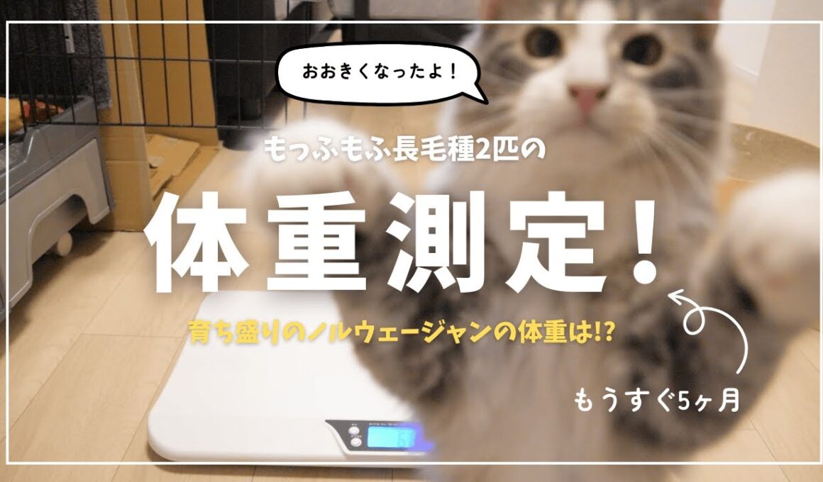 【体重測定！】5ヶ月のノルウェージャンは●キロに…！もふもふ猫様たちの月一計測　#猫 #cat #子猫 #癒し