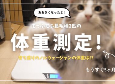【体重測定！】5ヶ月のノルウェージャンは●キロに…！もふもふ猫様たちの月一計測　#猫 #cat #子猫 #癒し