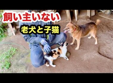 飼い主いない老犬と子猫は励まし合いながら生活してます