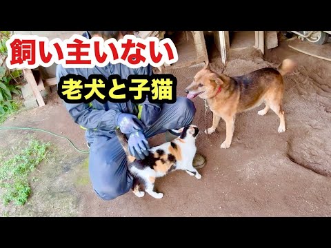 飼い主いない老犬と子猫は励まし合いながら生活してます