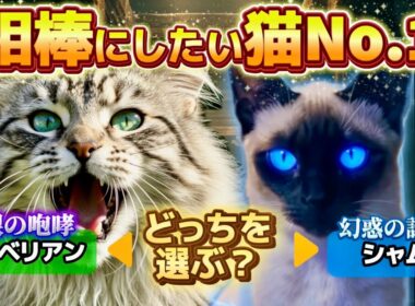 【徹底比較】あなたの相棒にしたい猫は？シャム／サイベリアンの魅力を解説