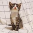 子猫のユメちゃんチコちゃんのオフショット 10　食事の後は眠さを我慢する子猫【赤ちゃん猫　保護猫】