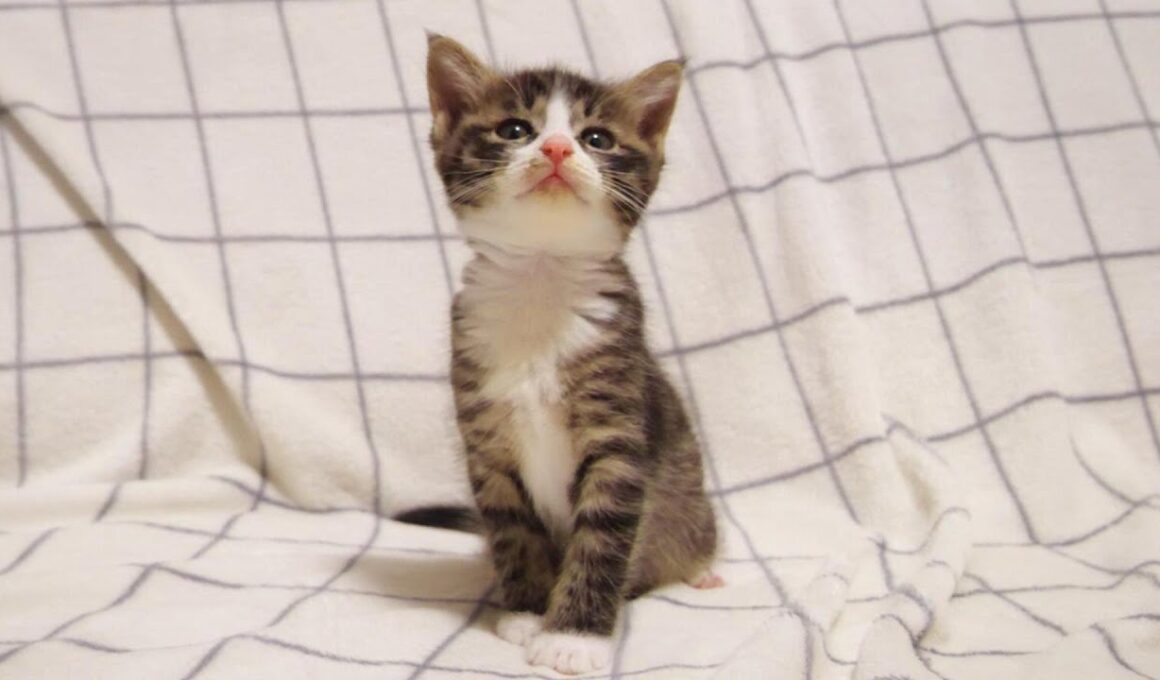 子猫のユメちゃんチコちゃんのオフショット 10　食事の後は眠さを我慢する子猫【赤ちゃん猫　保護猫】